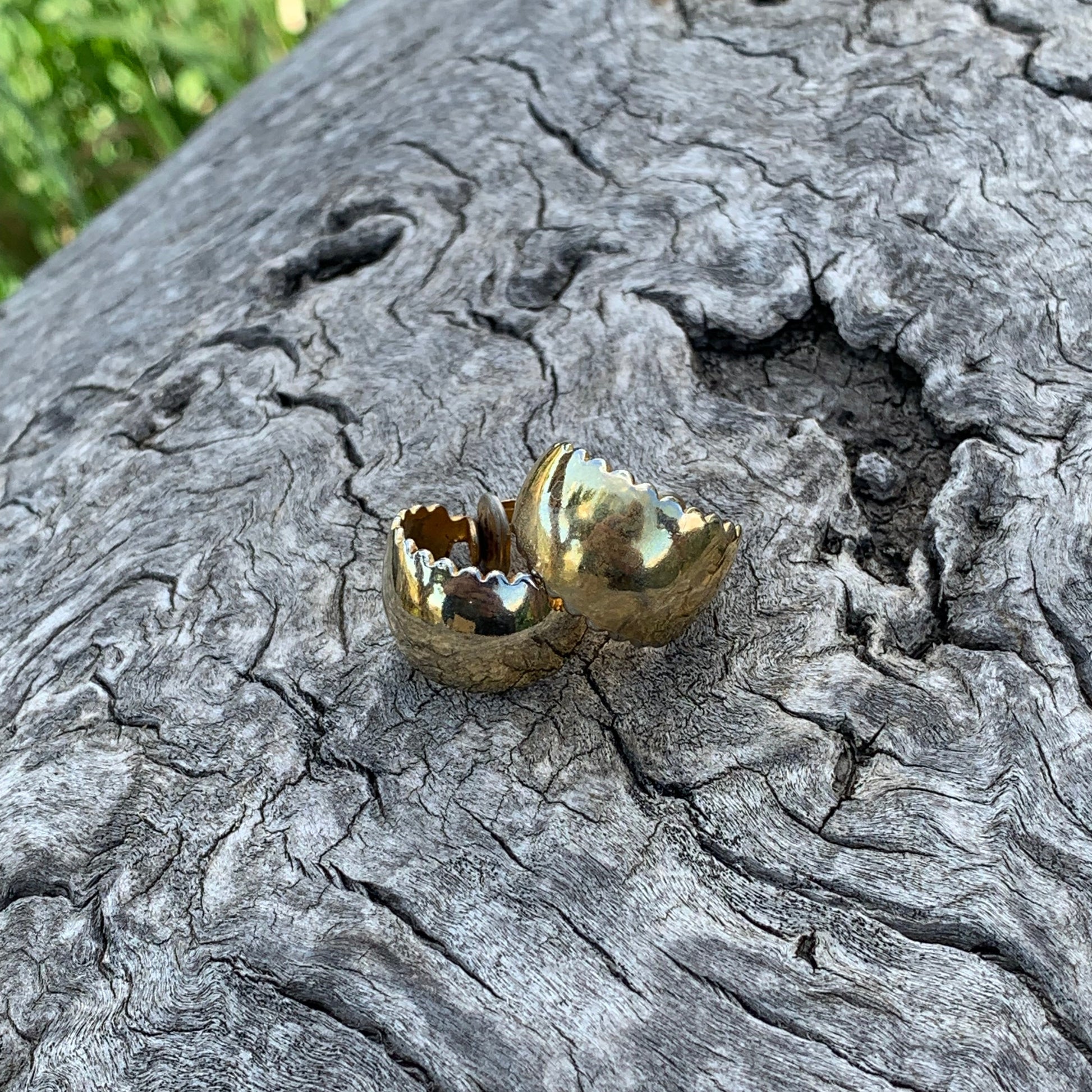 Butterfly with brown and white wings on a tree trunk