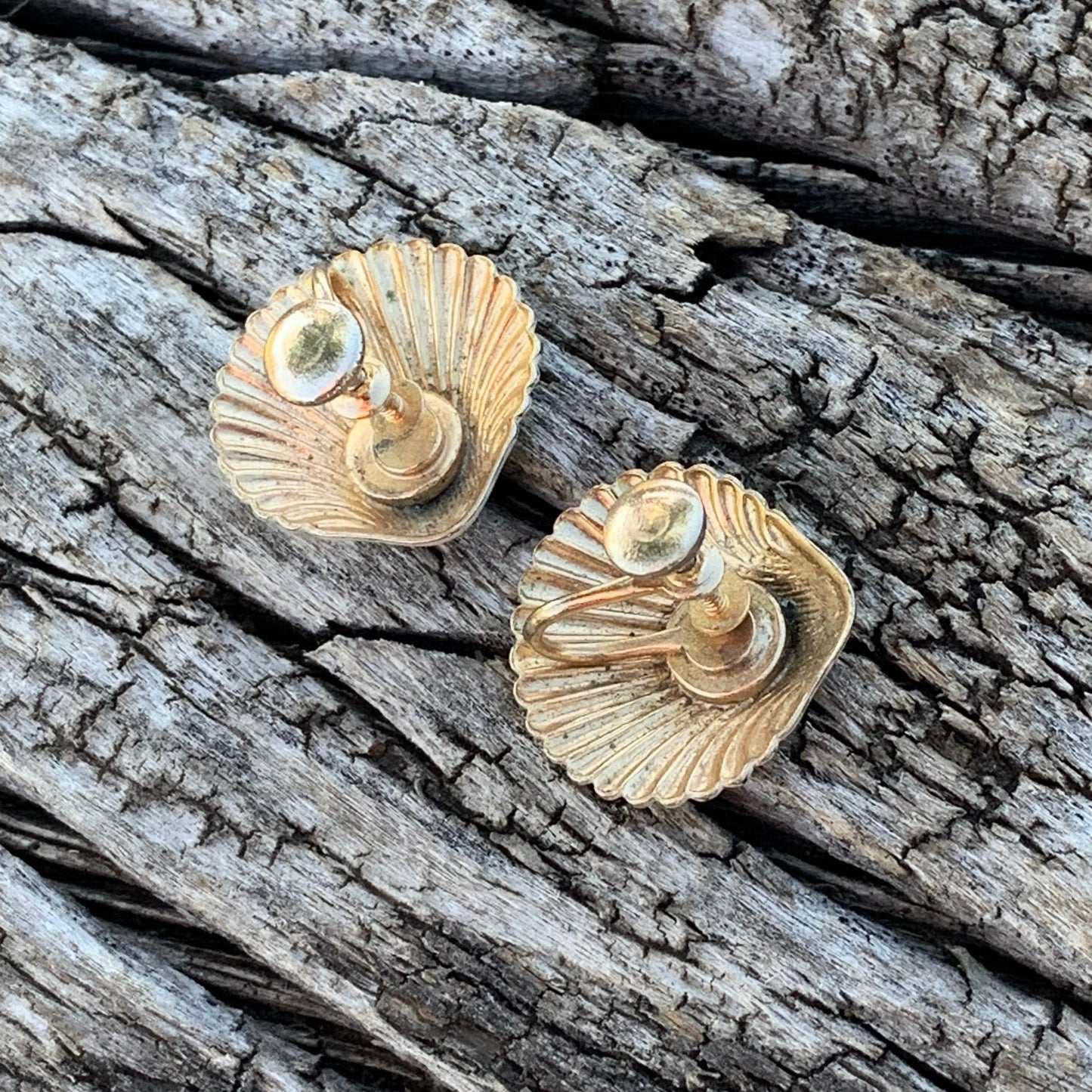 Two small shells on a textured wooden surface
