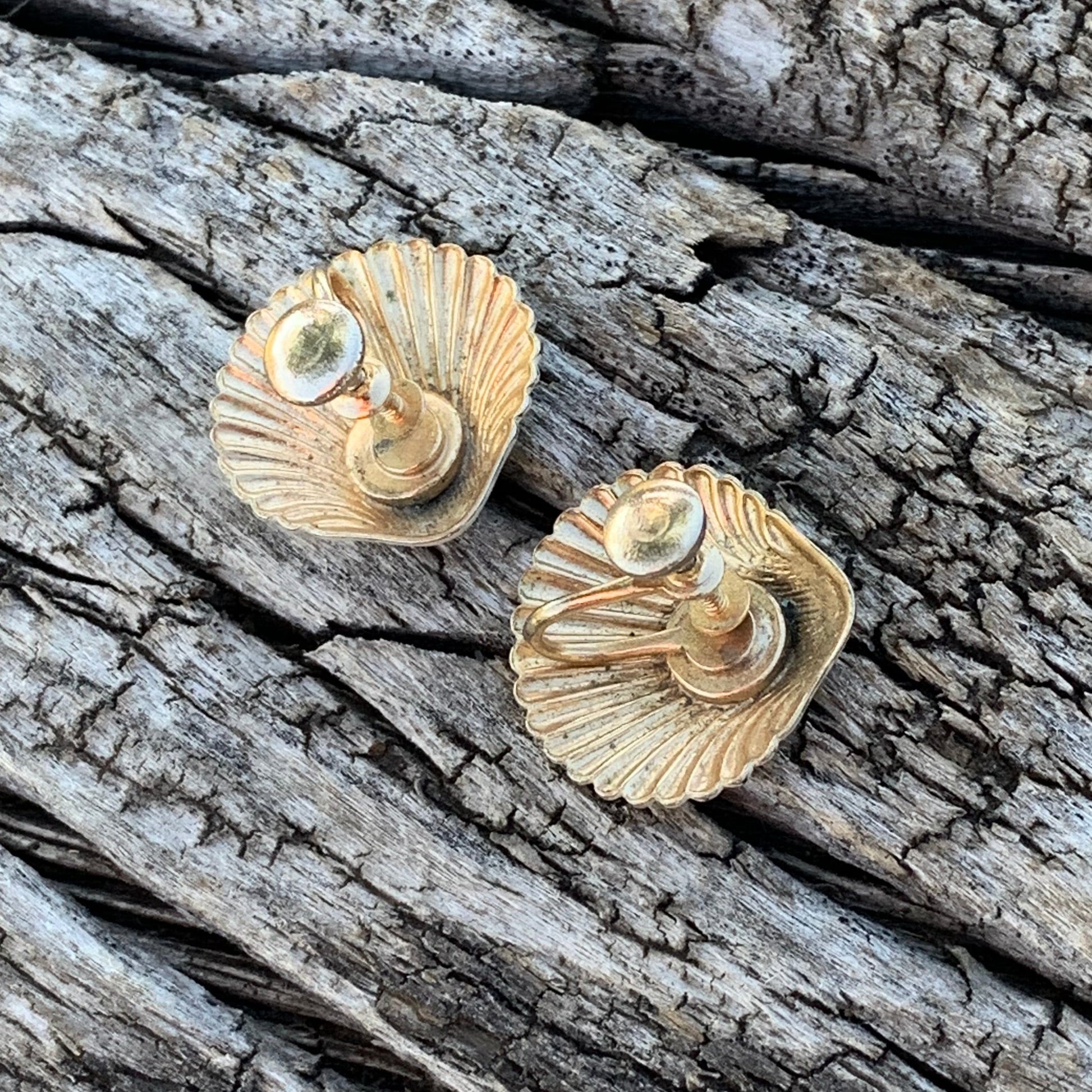 Two small shells on a textured wooden surface