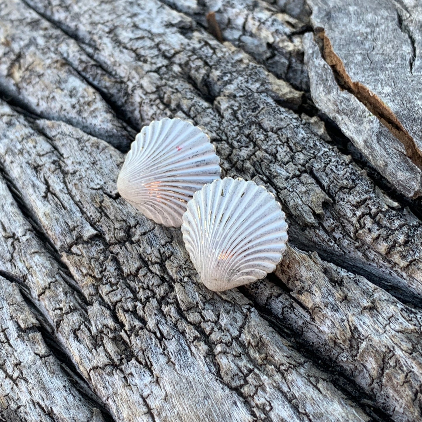 Two white shells on a textured stone surface