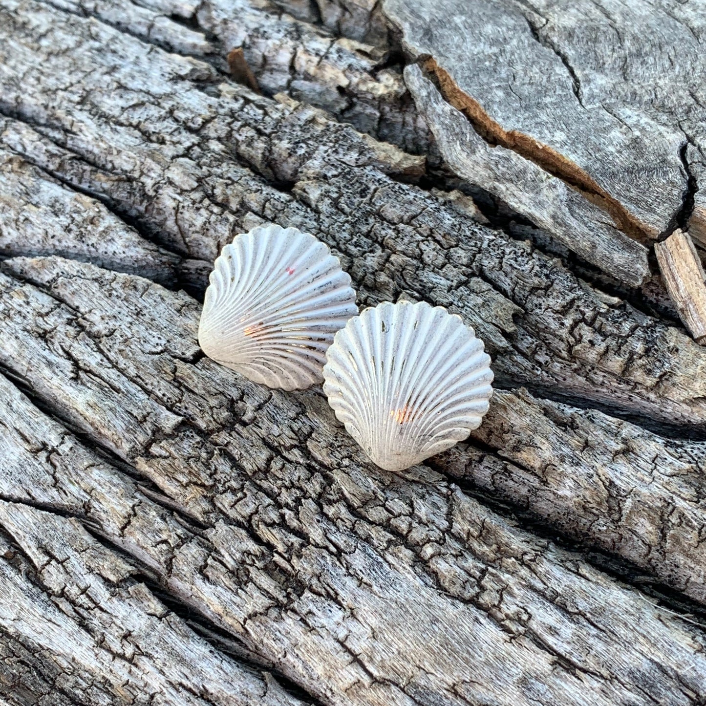 Two white shells on a textured stone surface