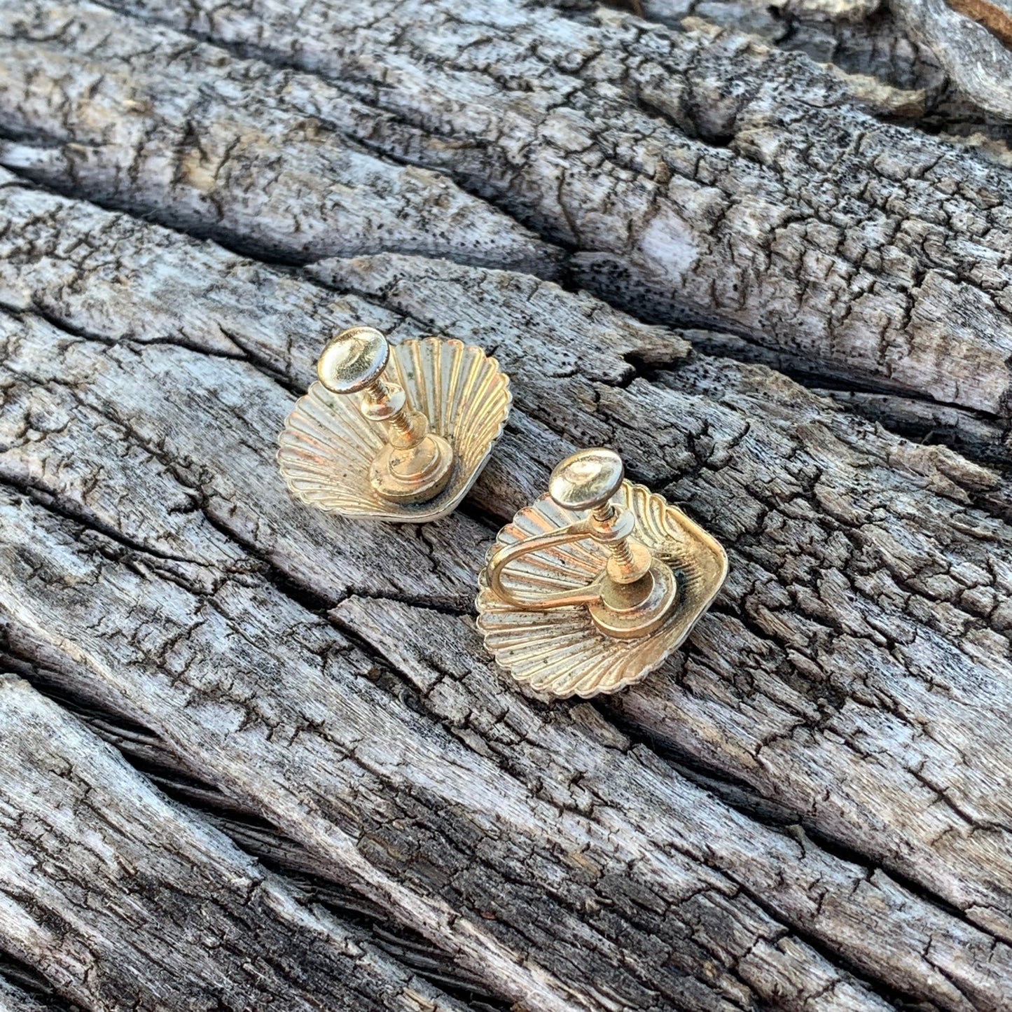 Two small shells on a textured wooden surface